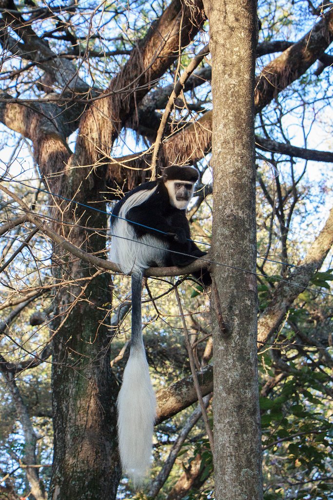07-Abyssinian black-and-white colobus.jpg - Abyssinian black-and-white colobus
